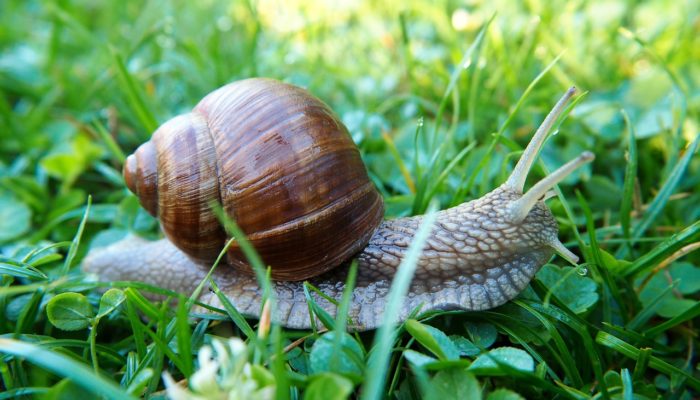 snail-2603493_1280 snail-2603493_1280